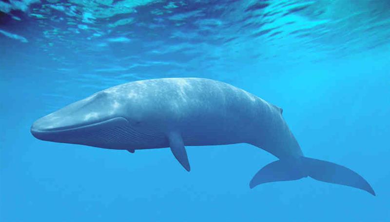 Le balene: giganti del mare
